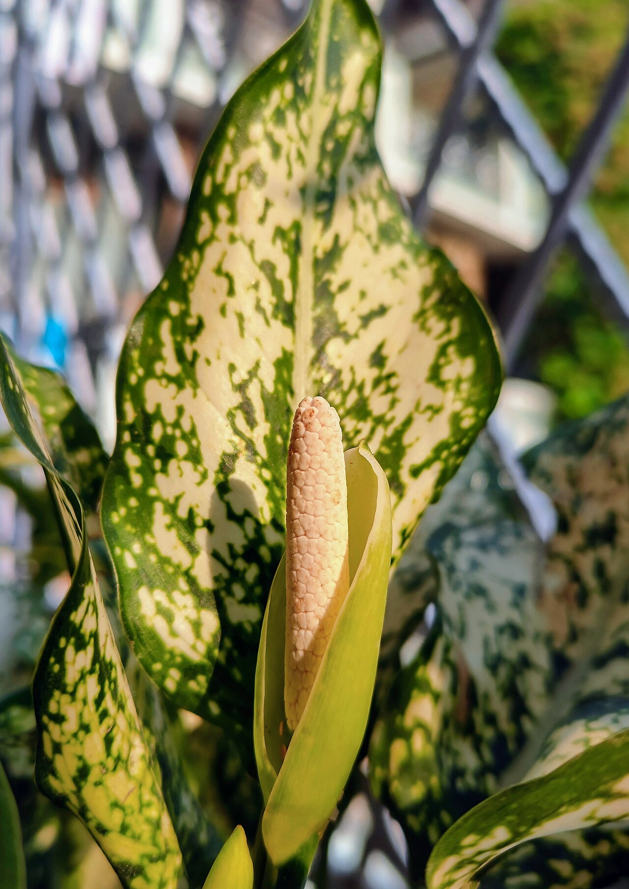 Aglaonema commutatum