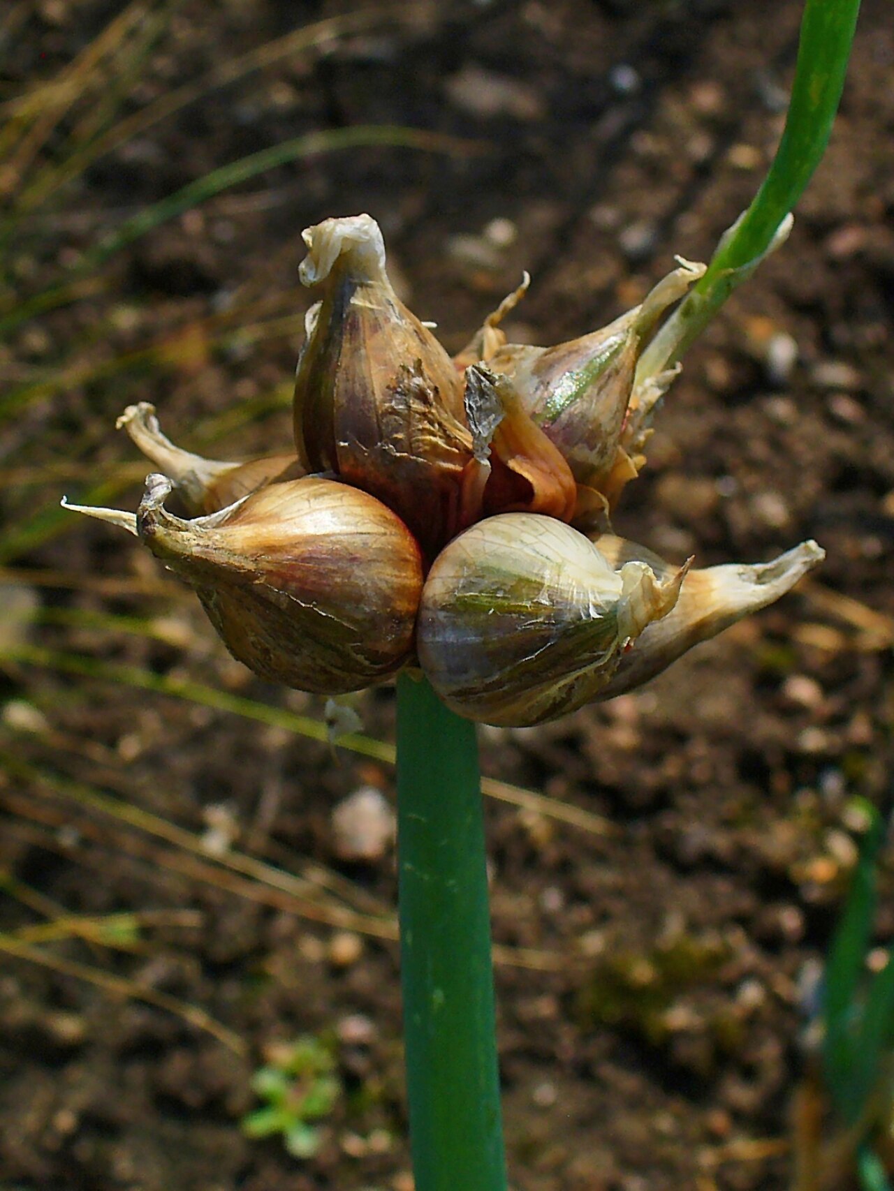 Allium cepa