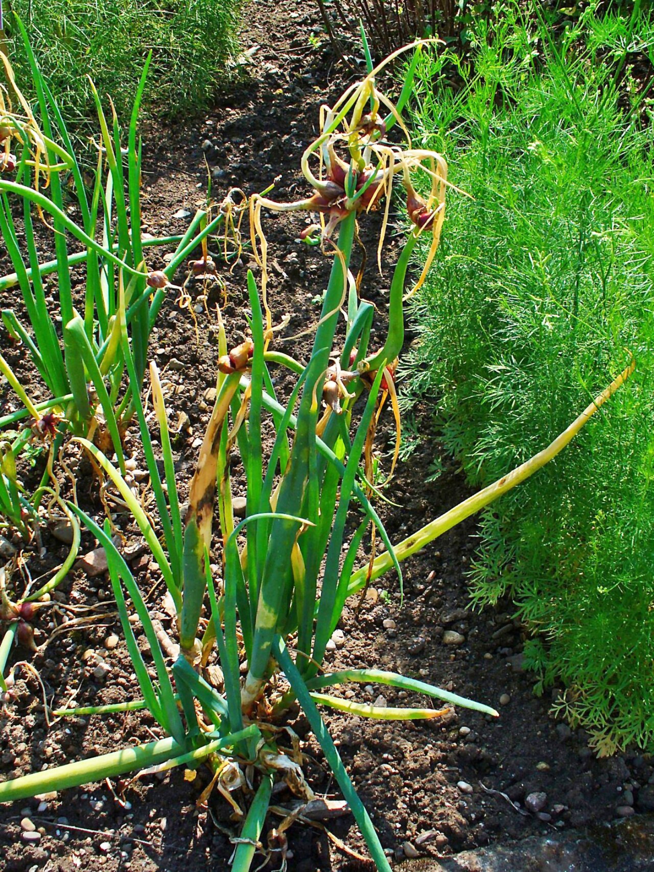 Allium cepa