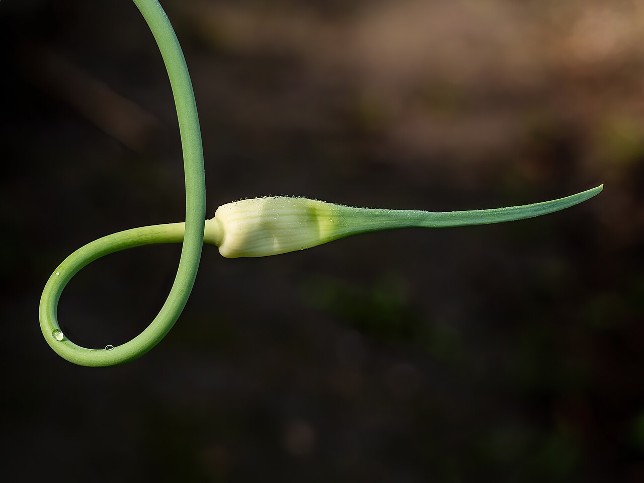 Allium sativum