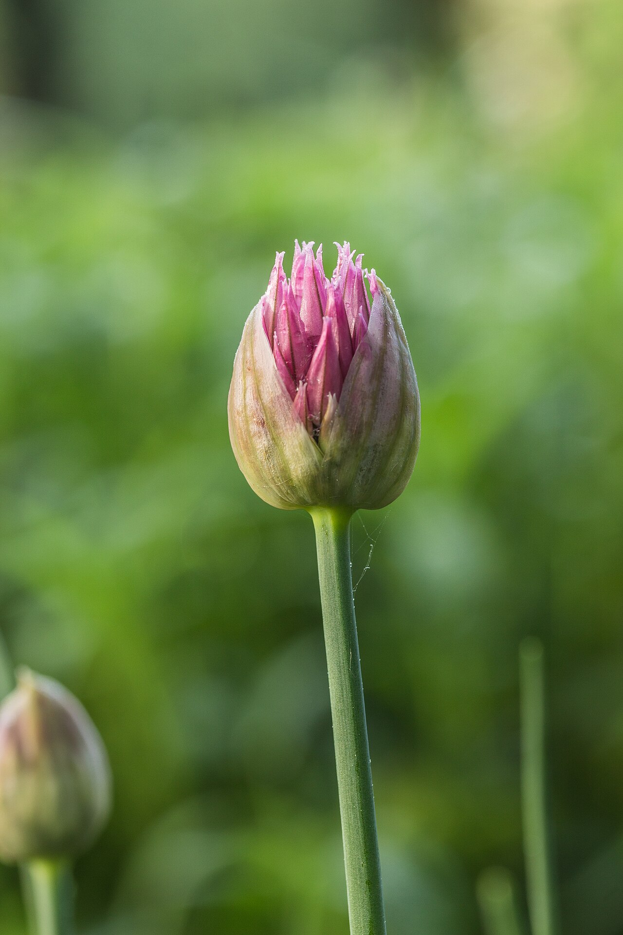 Allium schoenoprasum