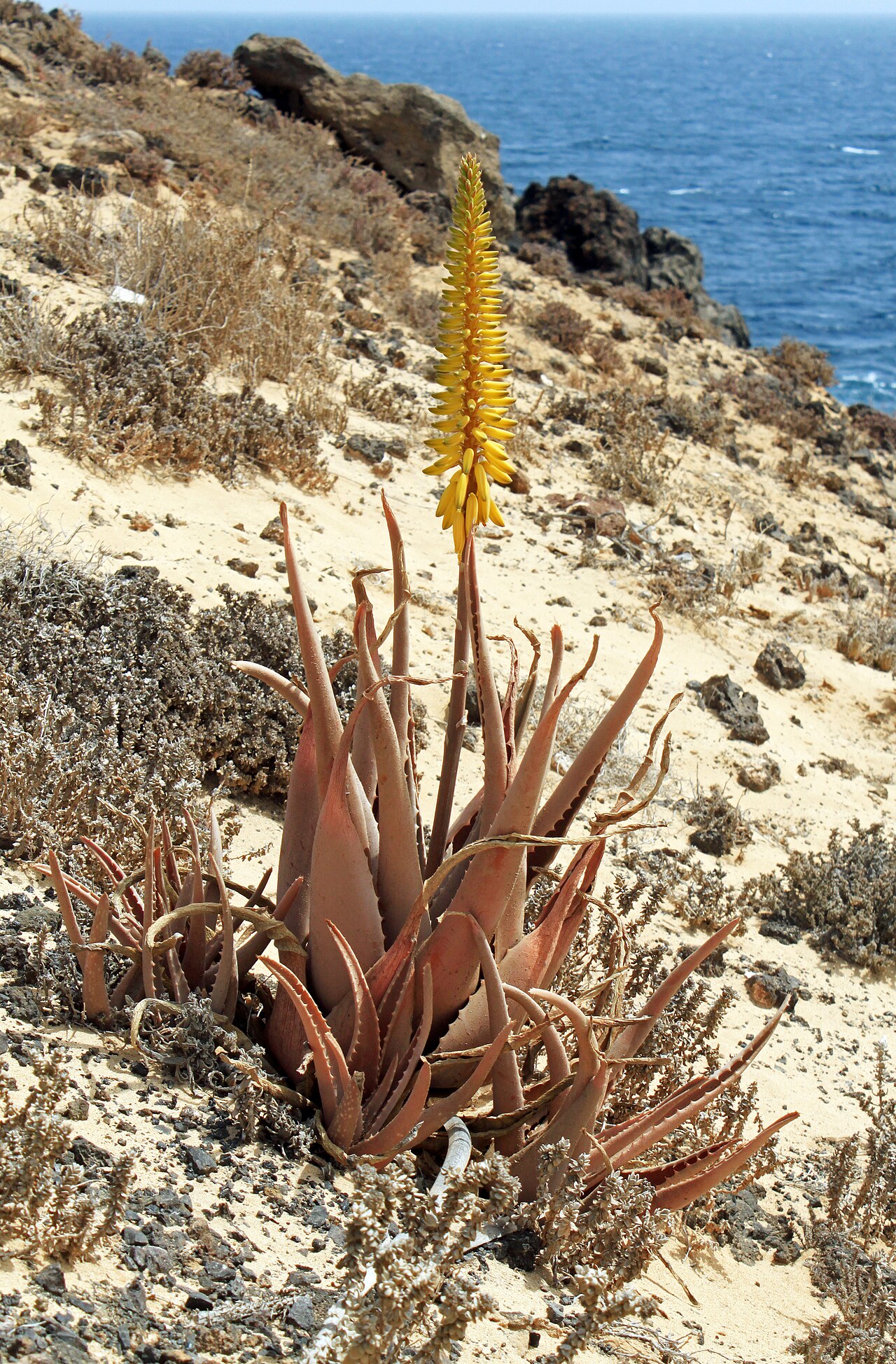 Aloe vera (Aloe barbadensis)