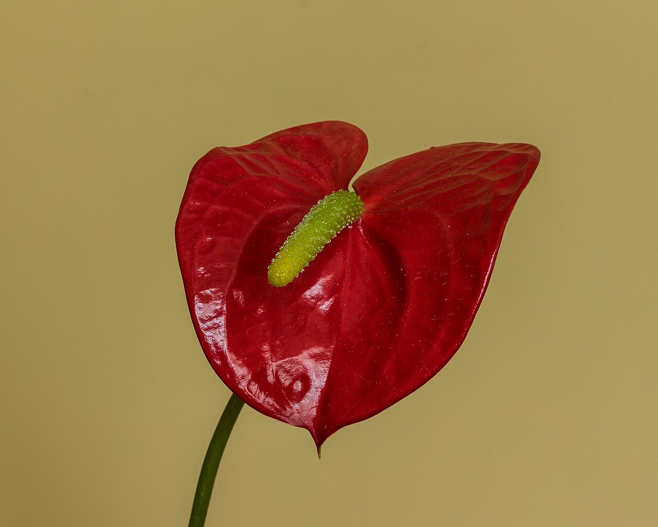 flamingo flower (Anthurium andraeanum)