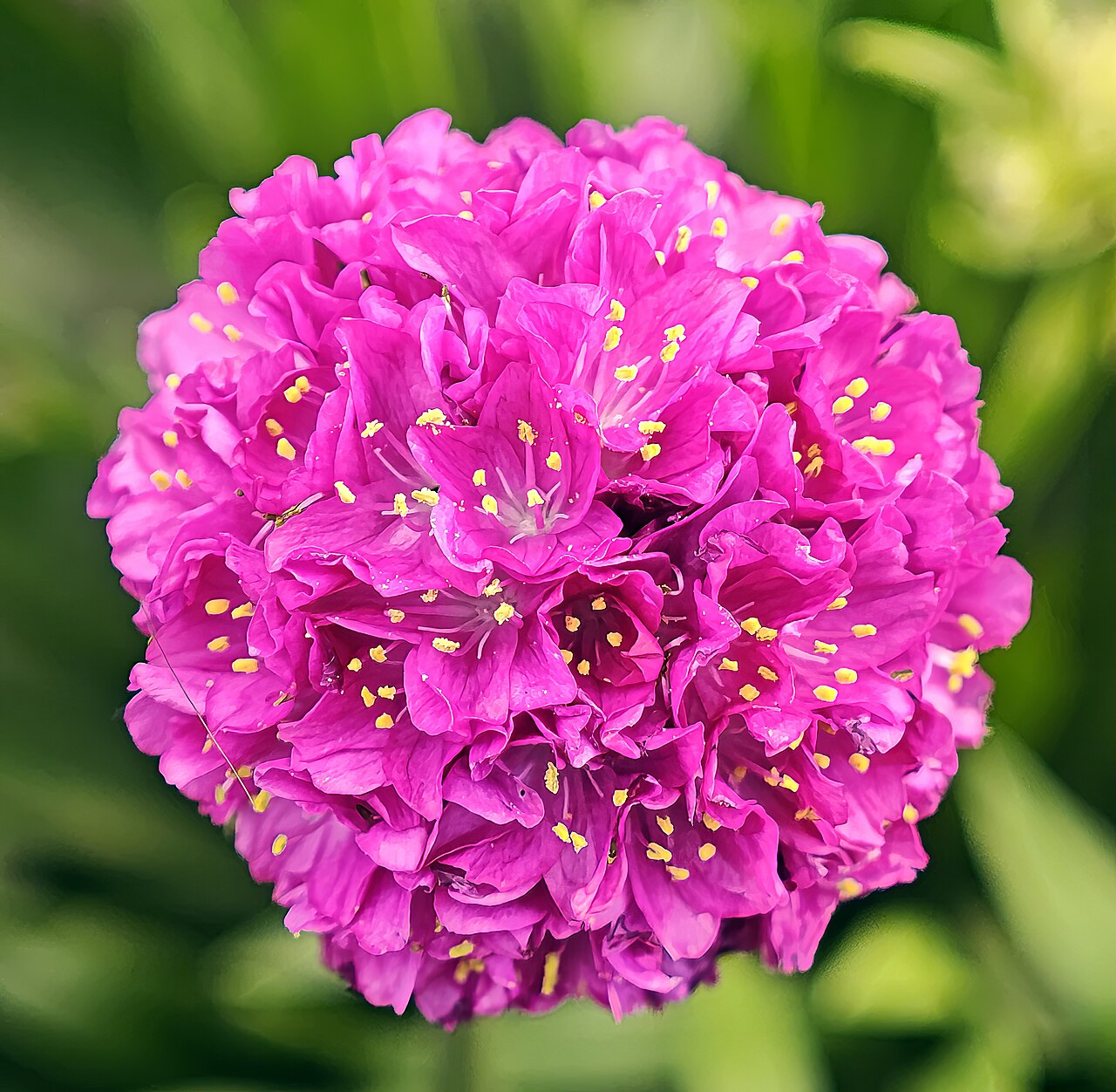 Armeria maritima