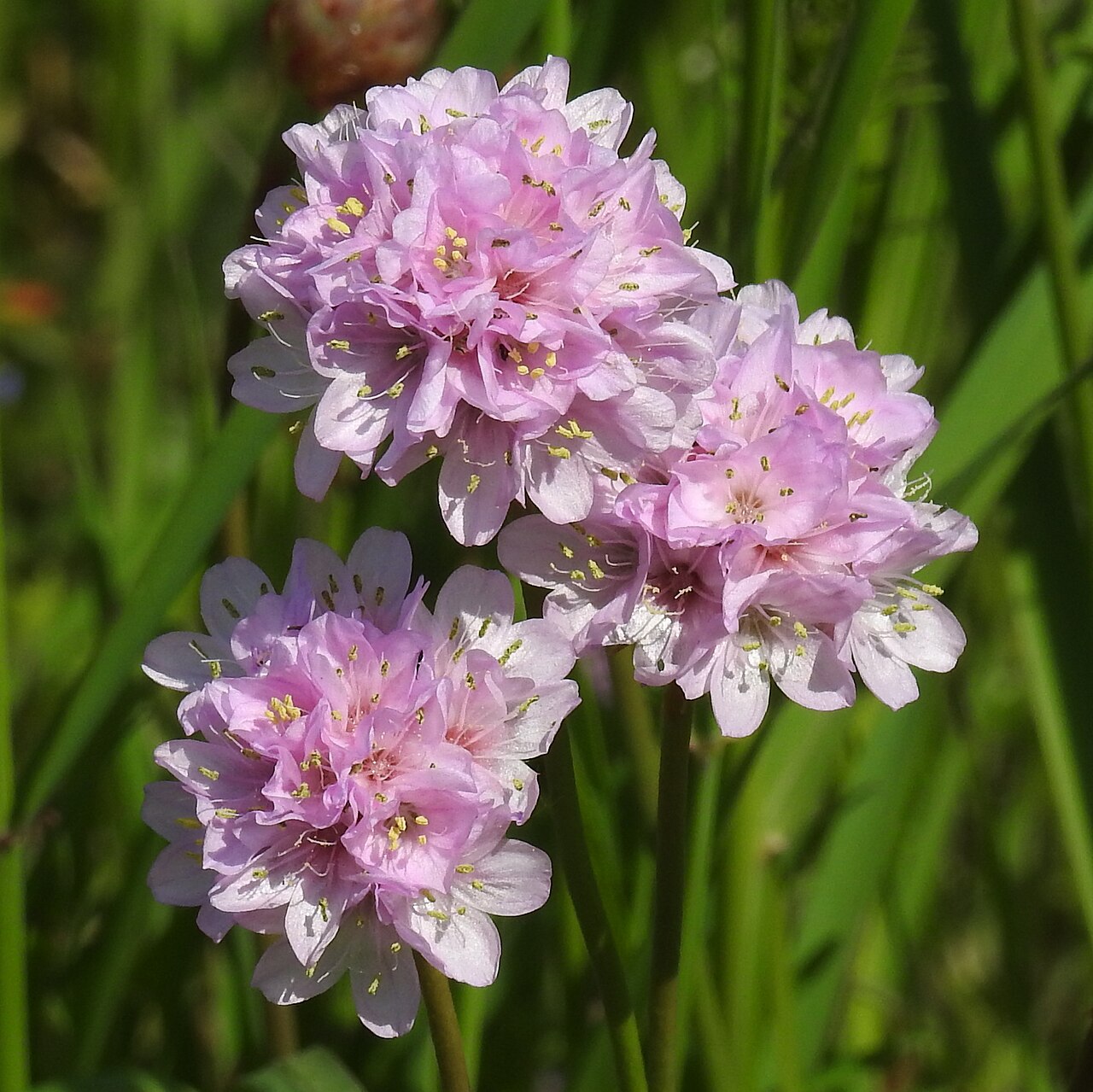 Armeria maritima