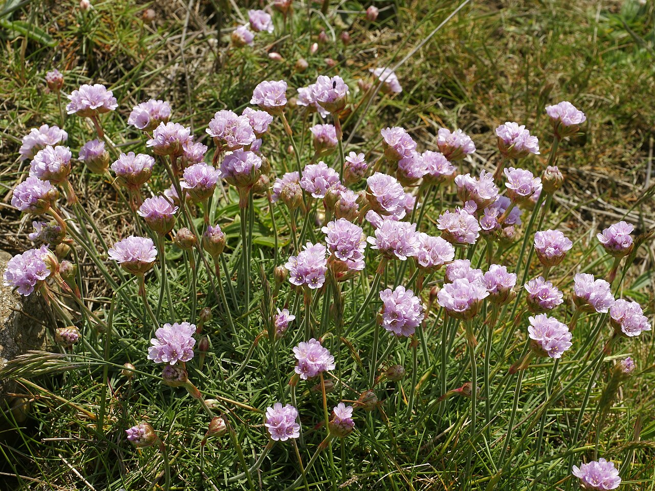 Armeria maritima
