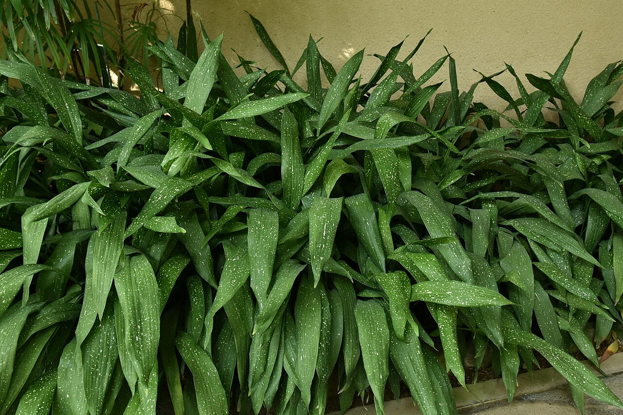 Aspidistra elatior