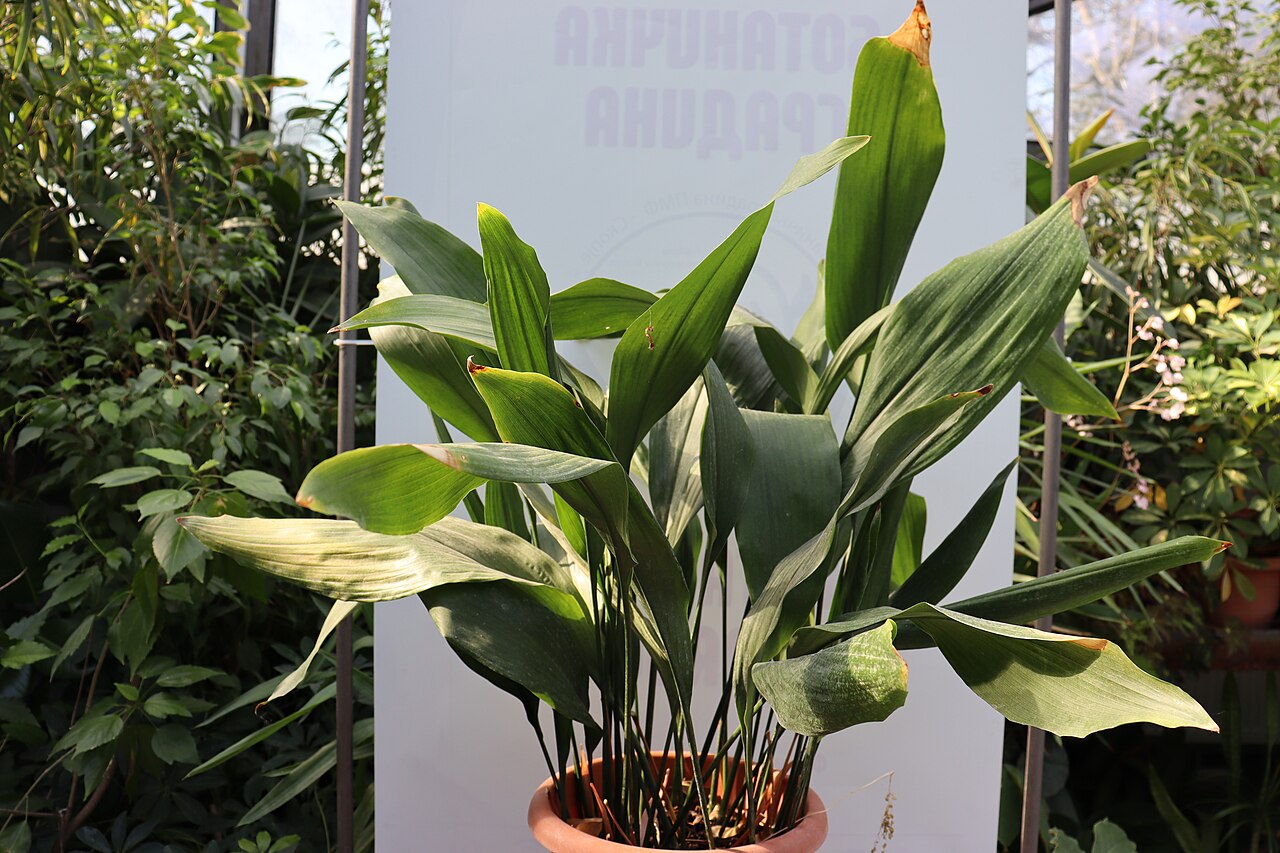 Aspidistra elatior