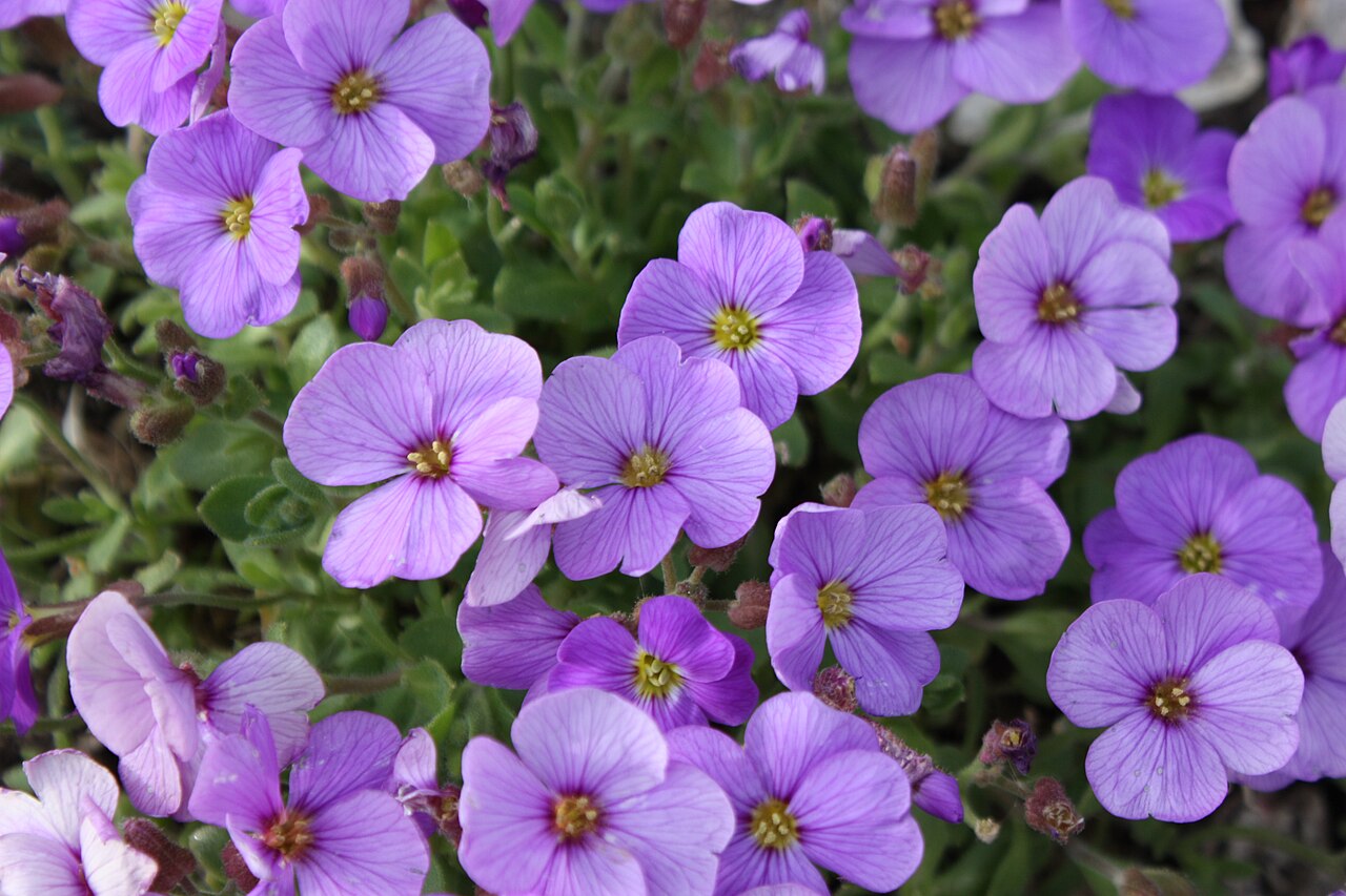 Aubrieta deltoidea