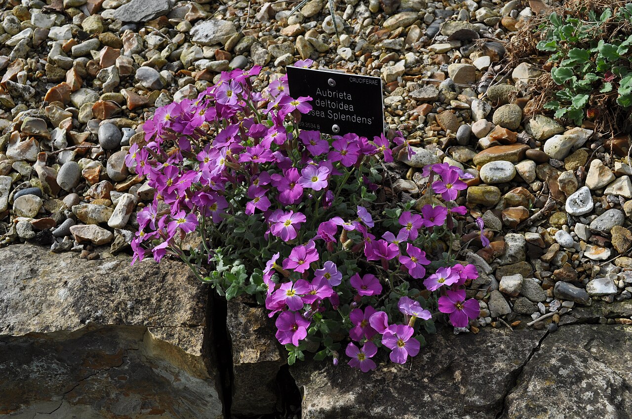 Aubrieta deltoidea