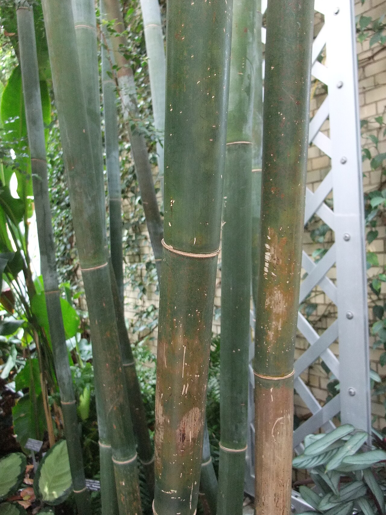Bambusa textilis