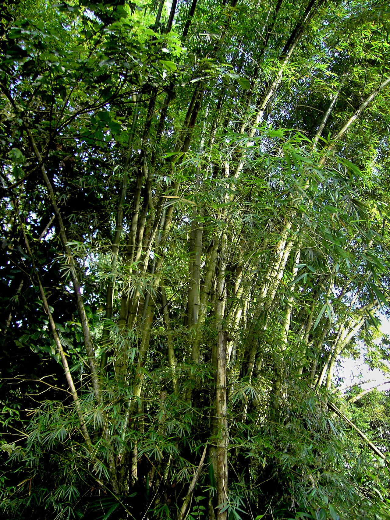 Bambusa vulgaris