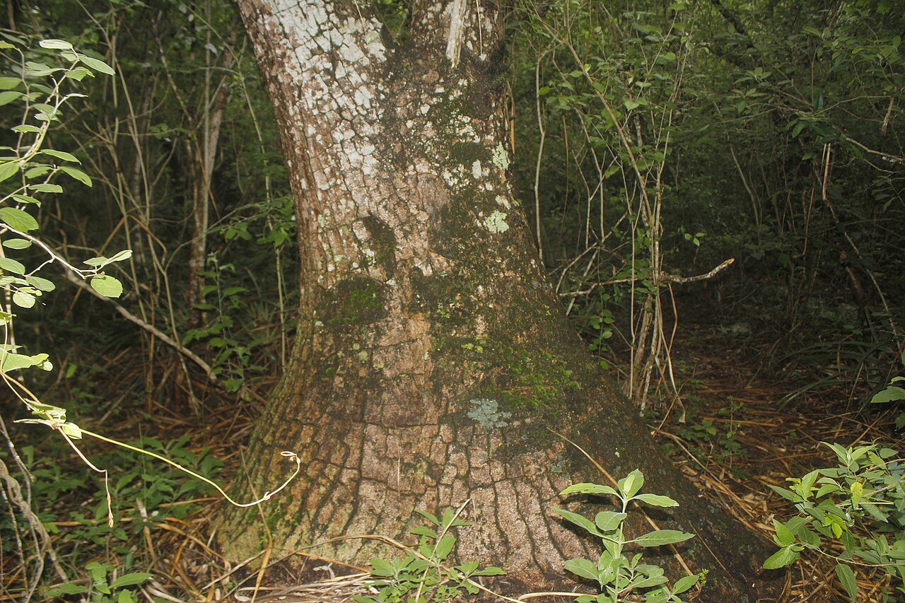 Beaucarnea recurvata