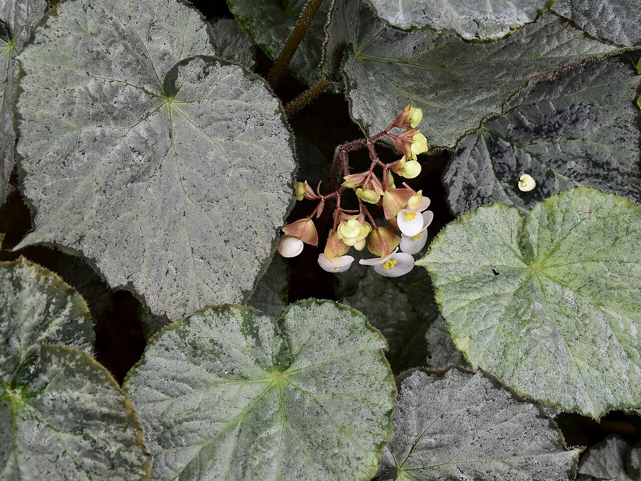 Begonia rex