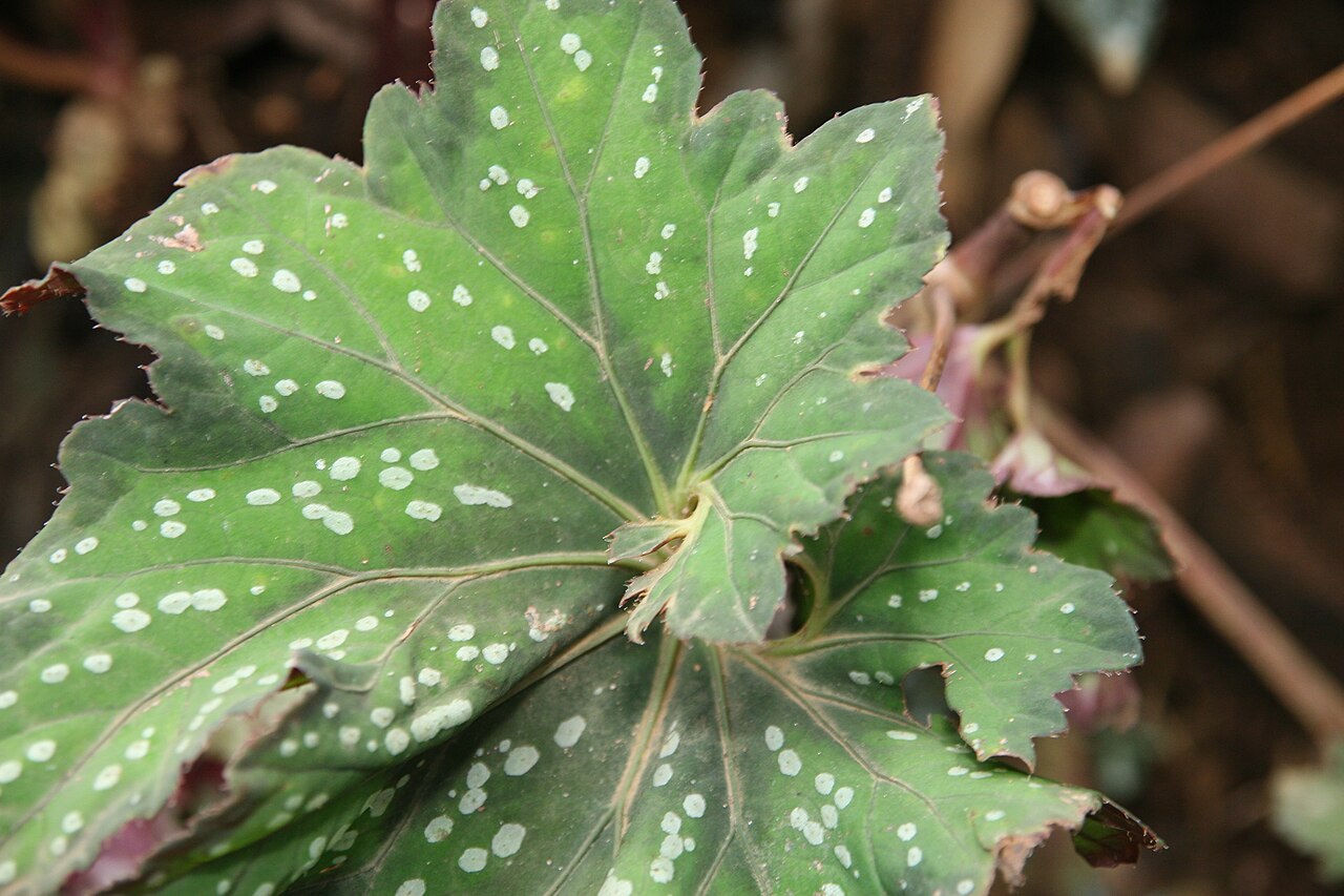 Begonia rex