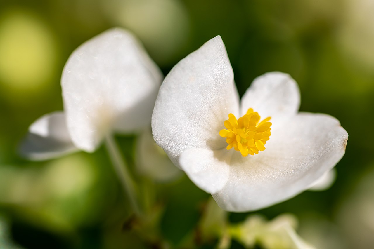 Begonia semperflorens-cultorum