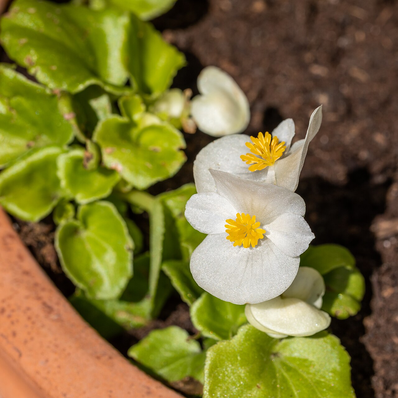Begonia semperflorens-cultorum