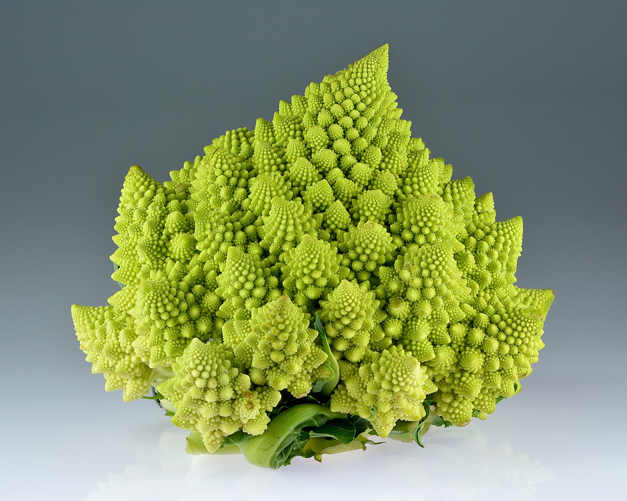 Brassica oleracea