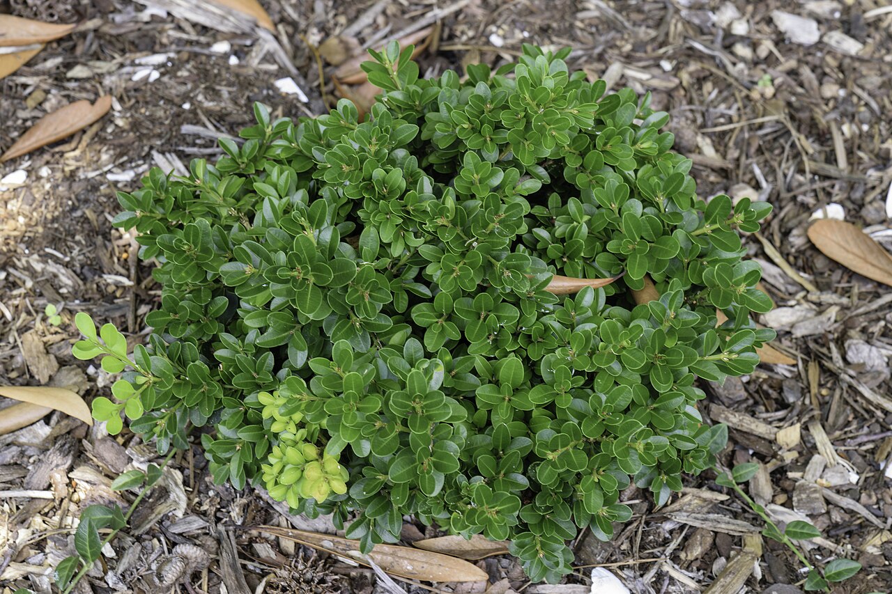 Littleleaf boxwood (Buxus microphylla)