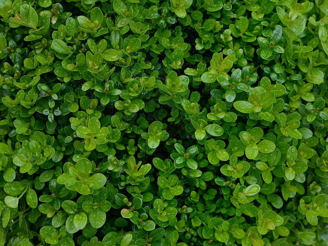 Buxus sempervirens