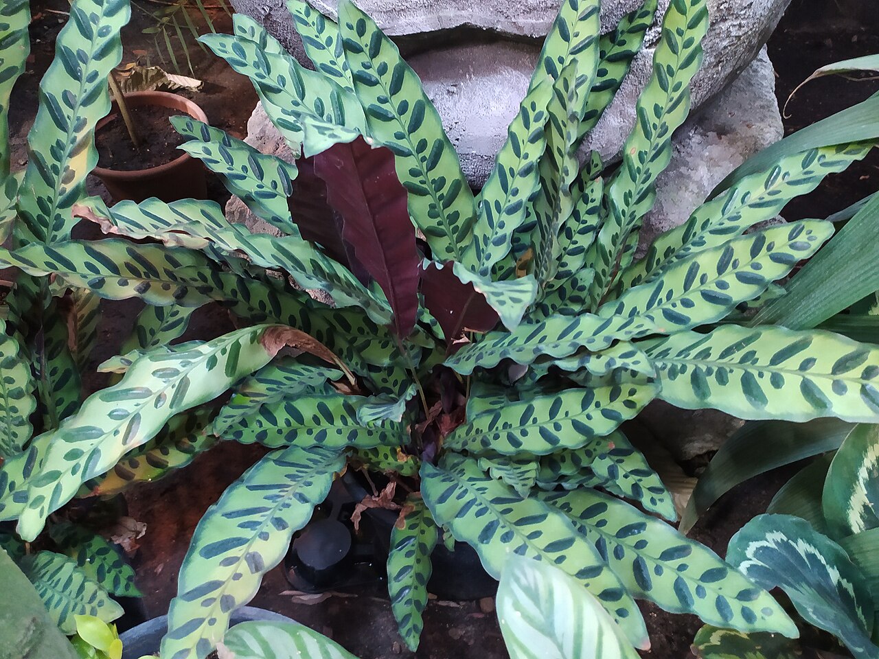Calathea lancifolia