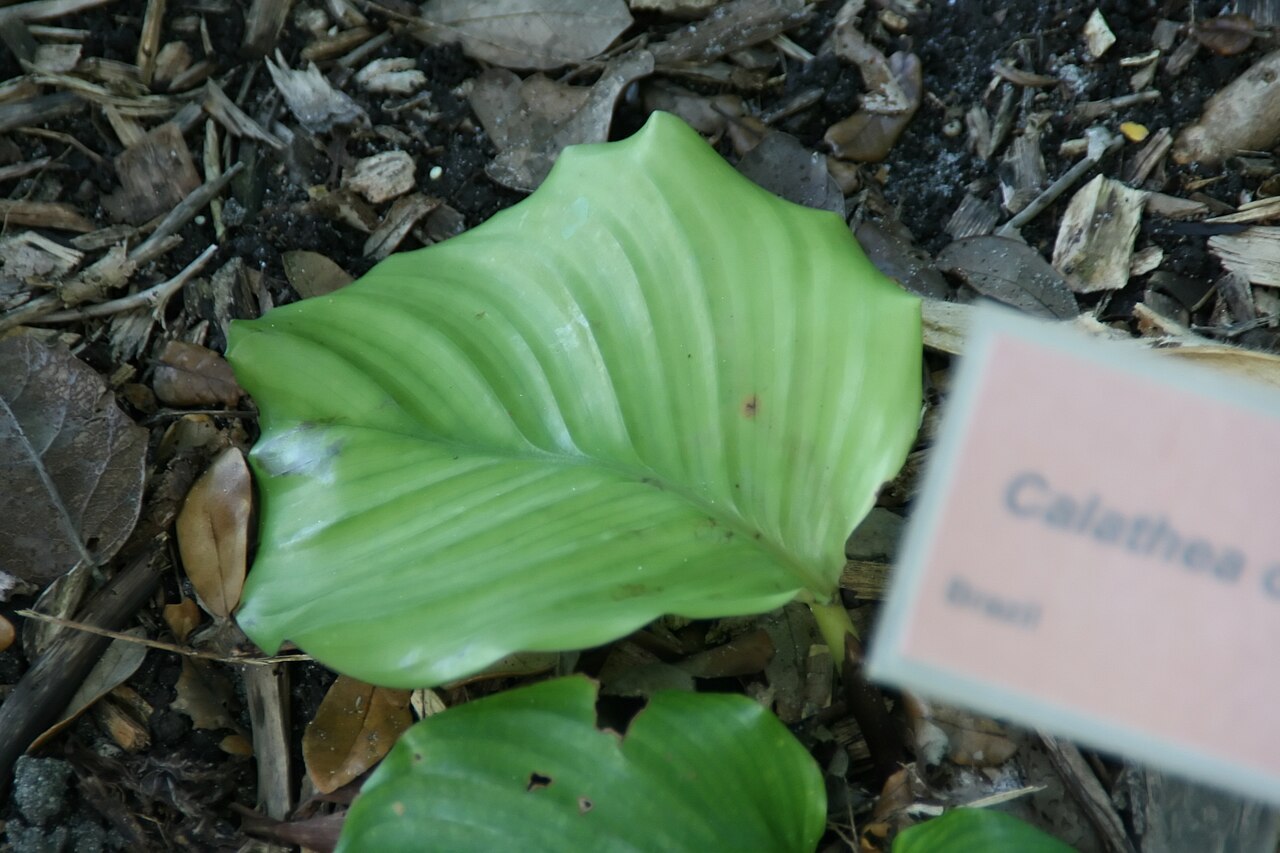 Calathea orbifolia