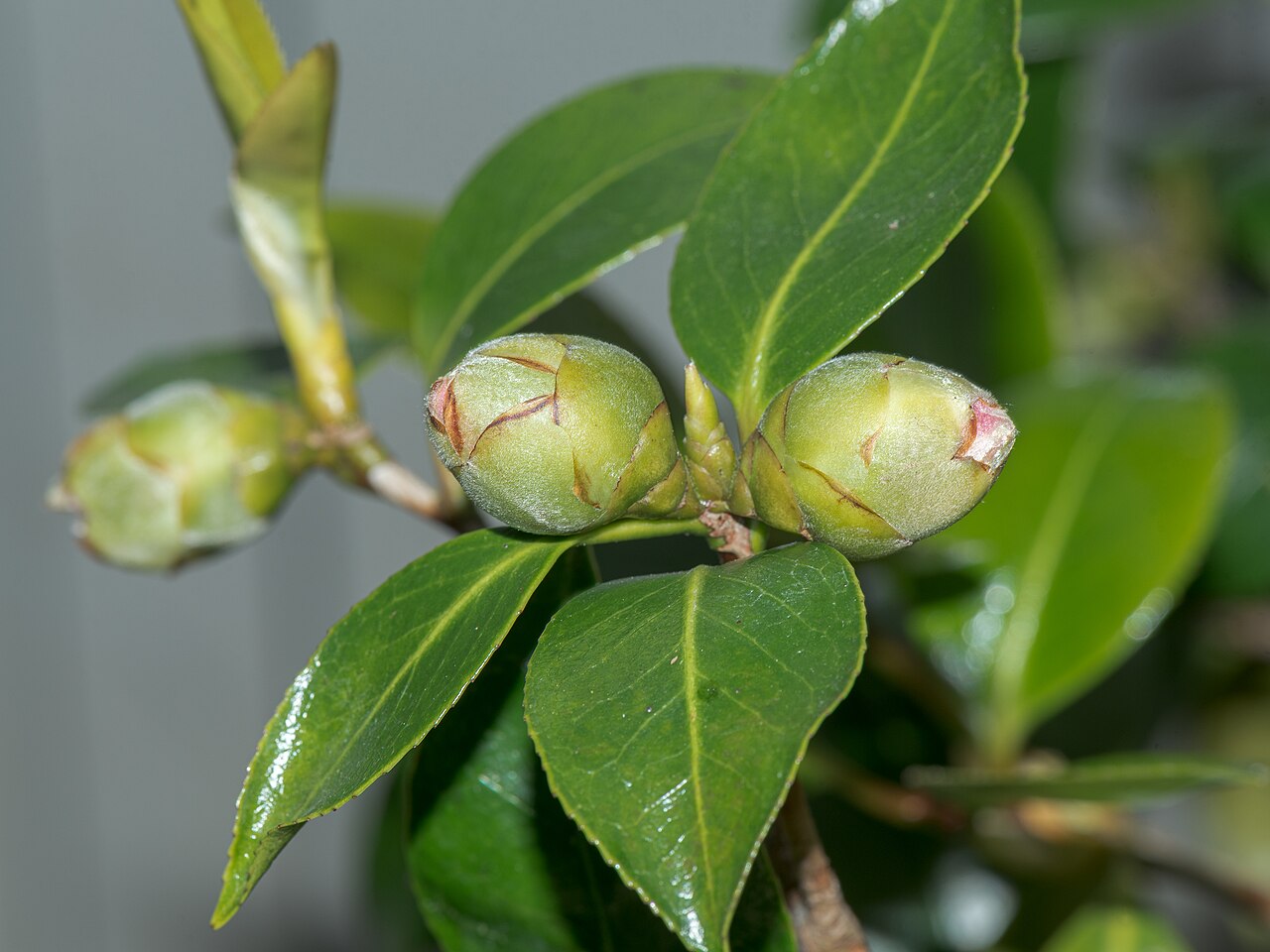 Camellia japonica