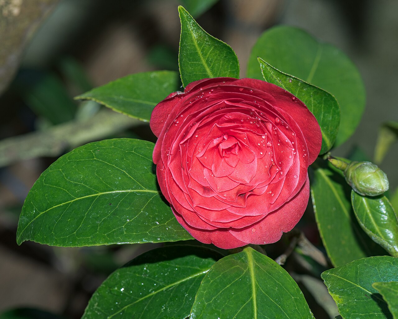 Camellia japonica