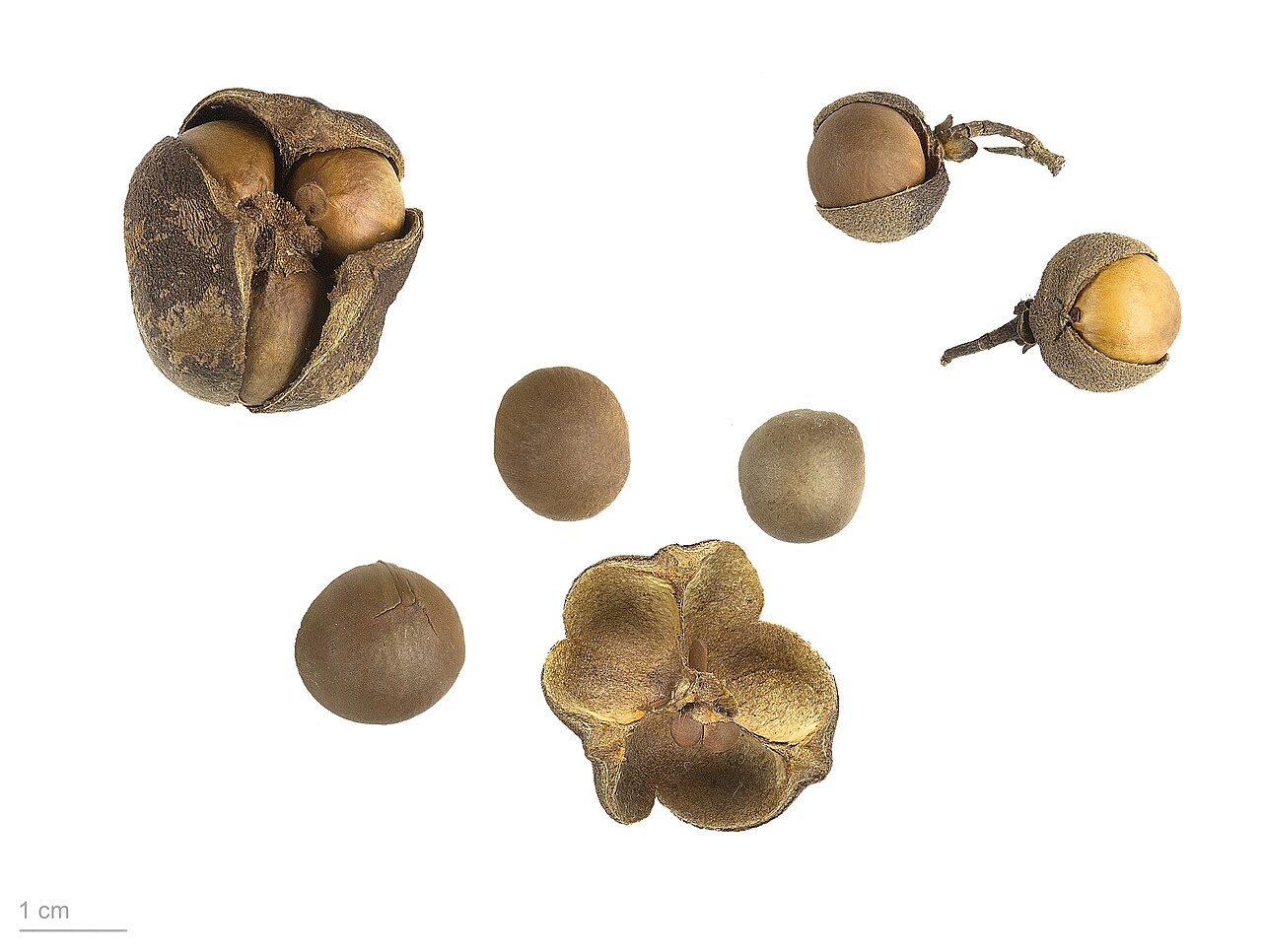 Camellia sinensis