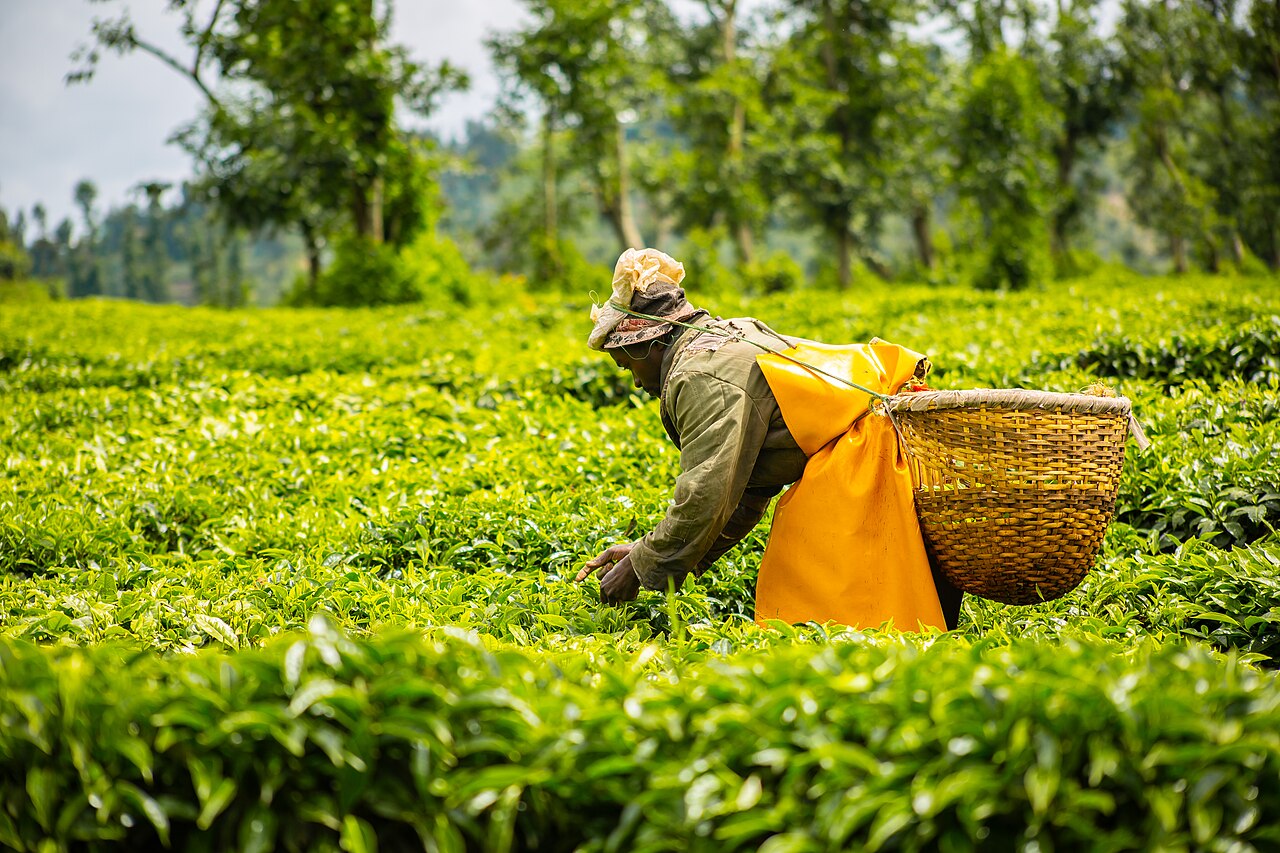 Camellia sinensis