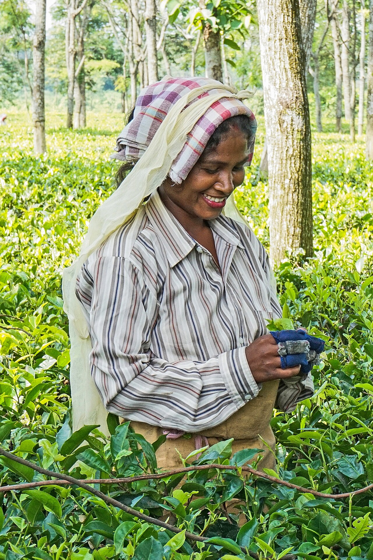 Camellia sinensis