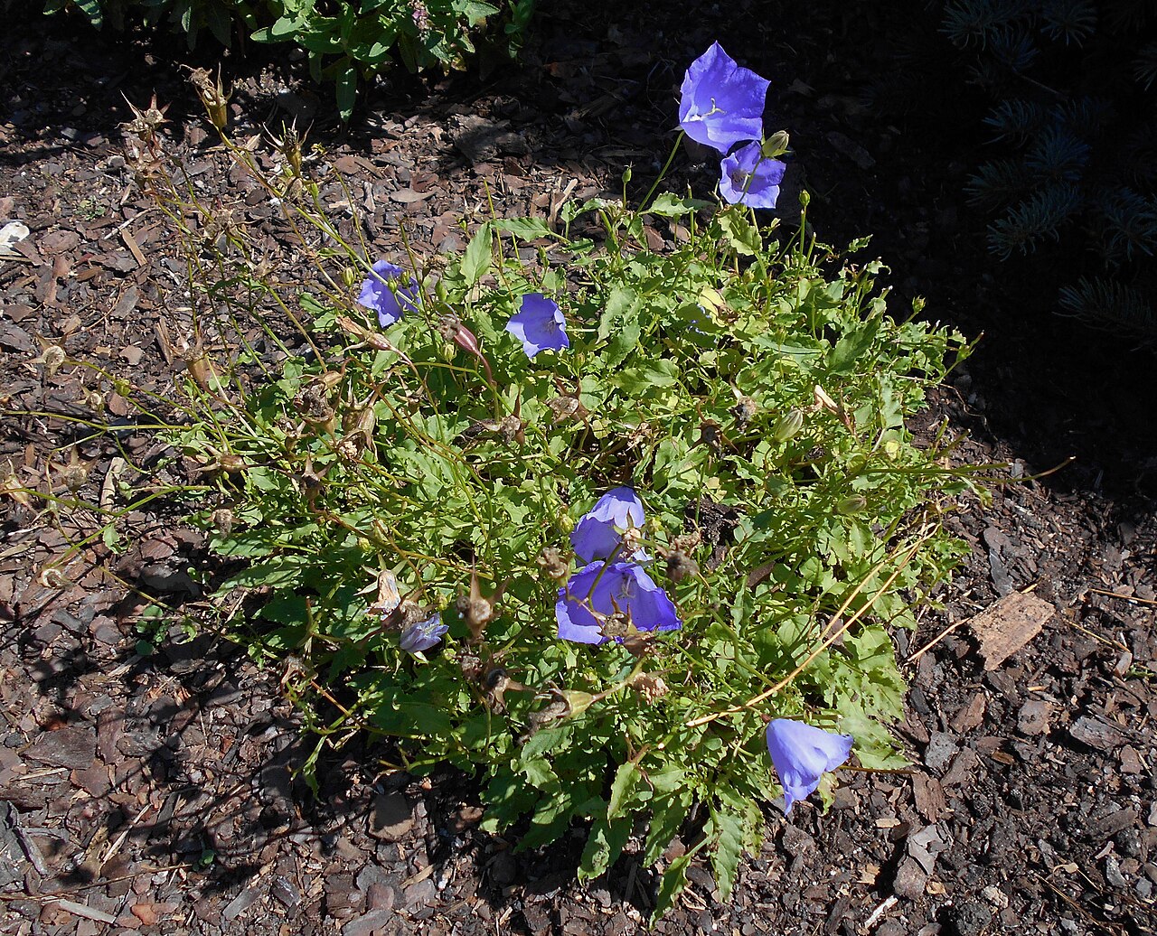 Campanula carpatica