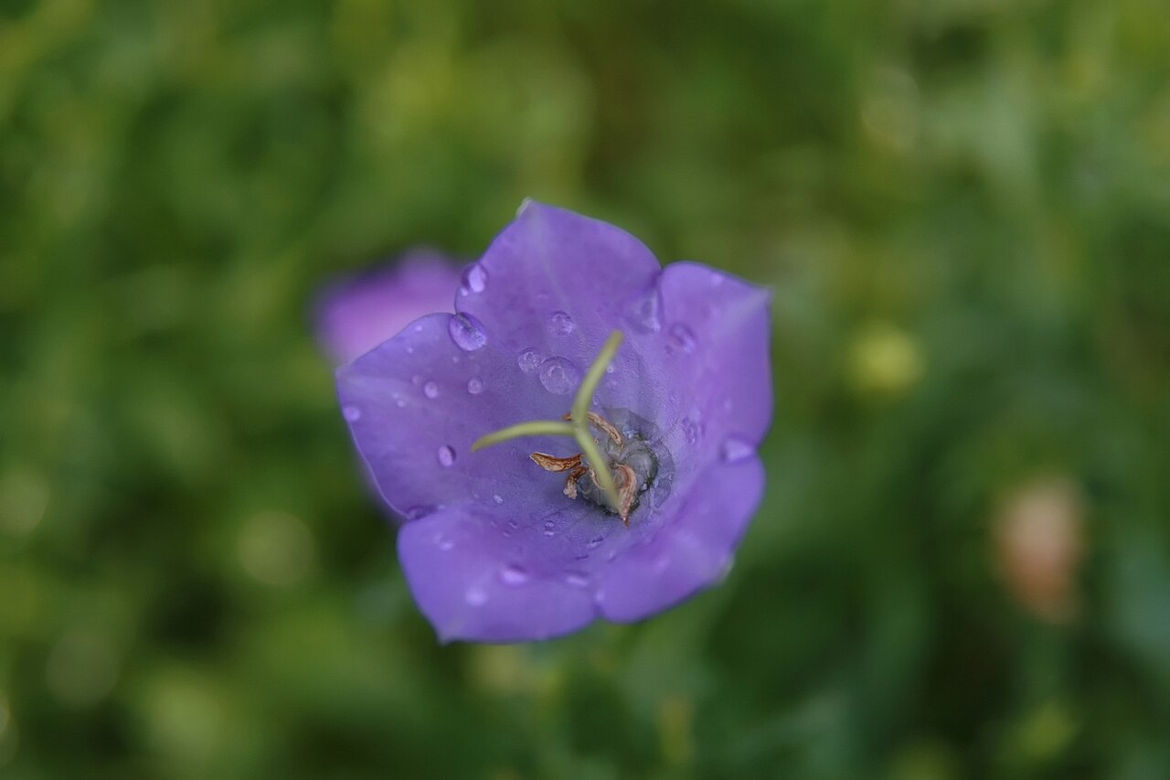 Campanula carpatica