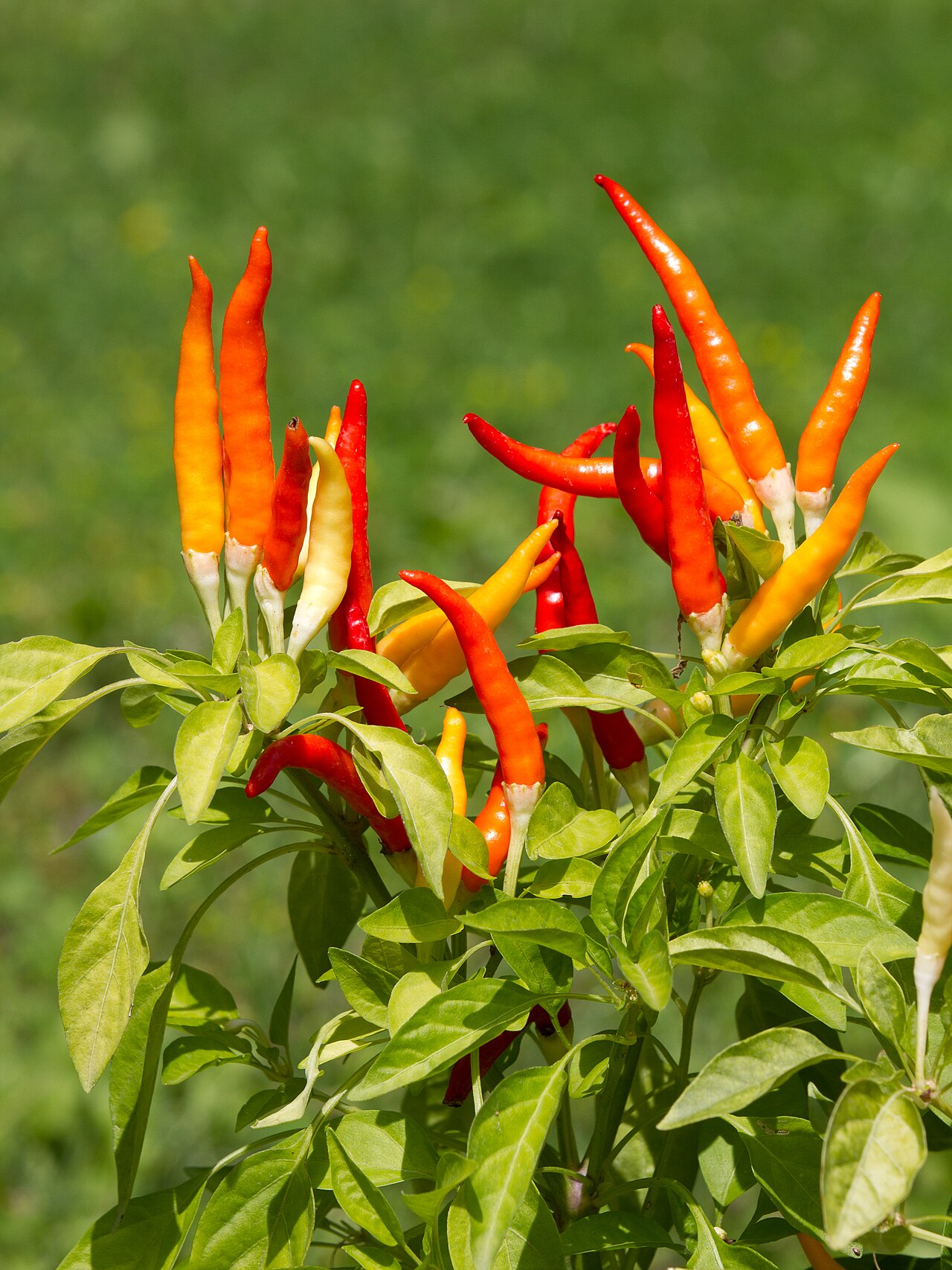 Capsicum annuum