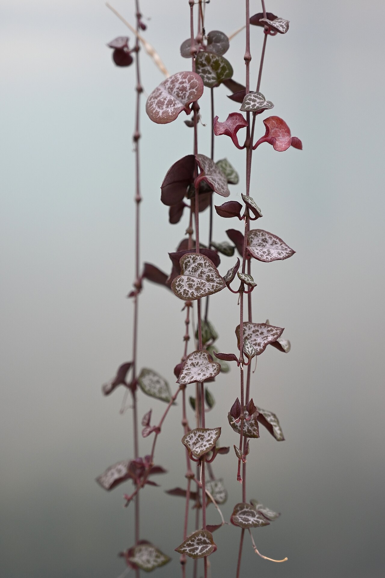 Ceropegia woodii