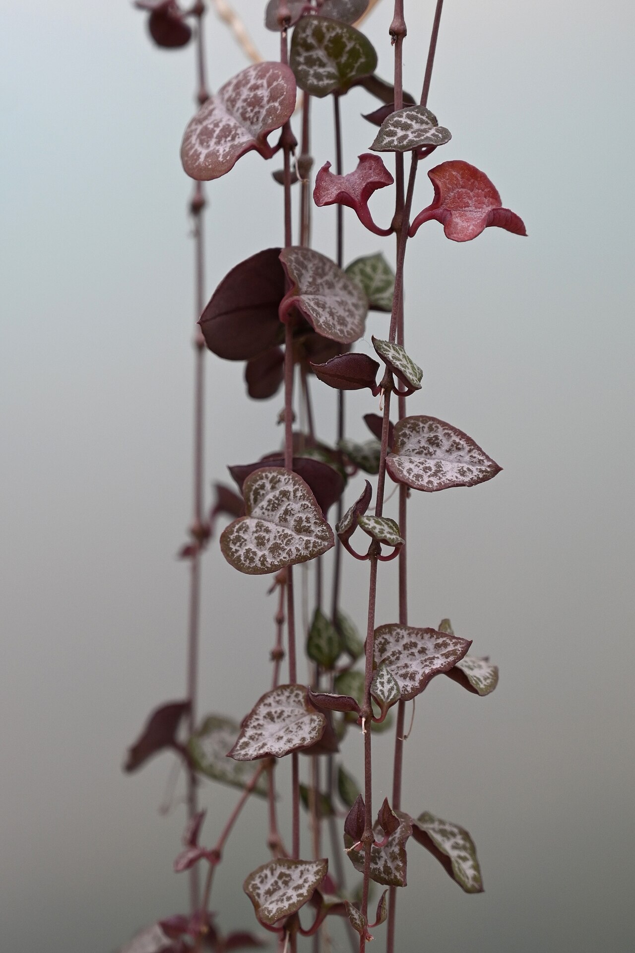 Ceropegia woodii