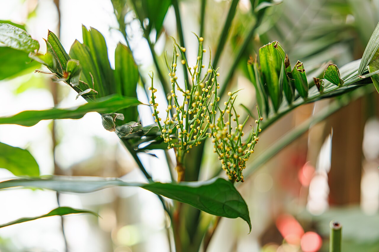 Chamaedorea elegans