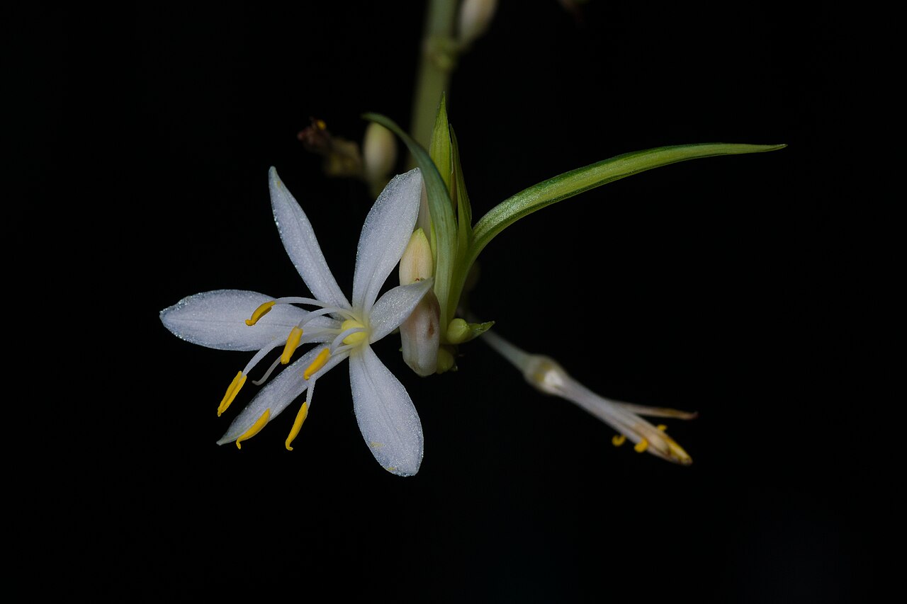 Chlorophytum comosum