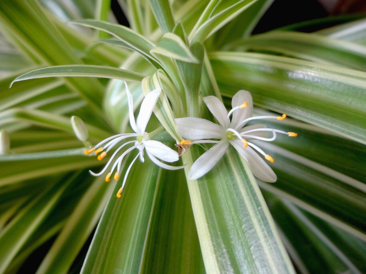 Chlorophytum comosum