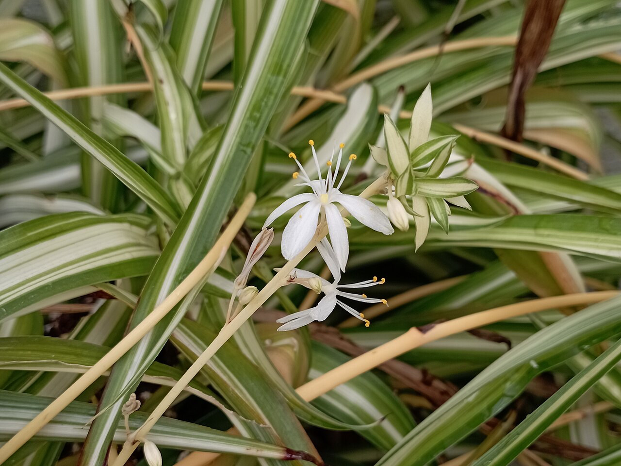 Chlorophytum comosum