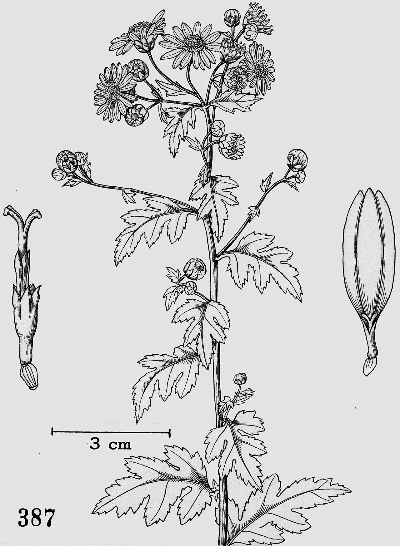 Chrysanthemum indicum