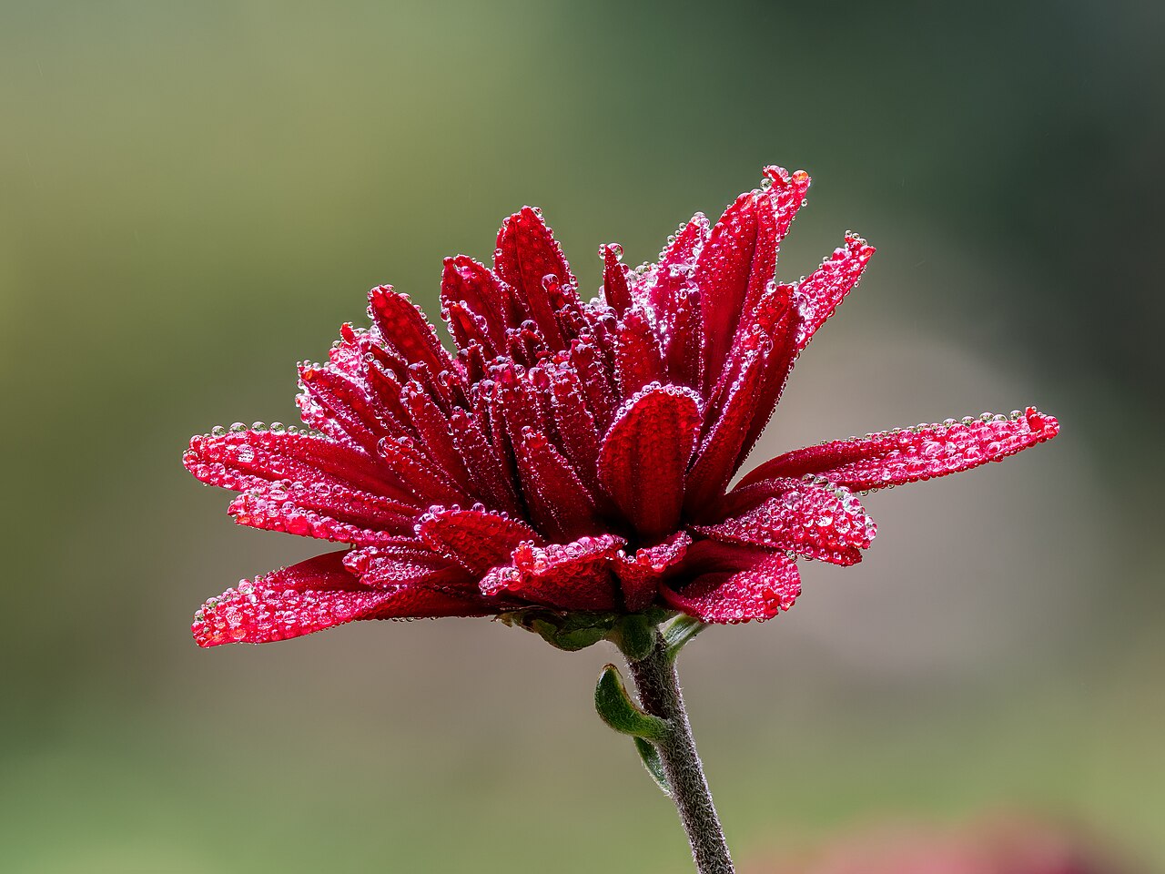 Chrysanthemum morifolium