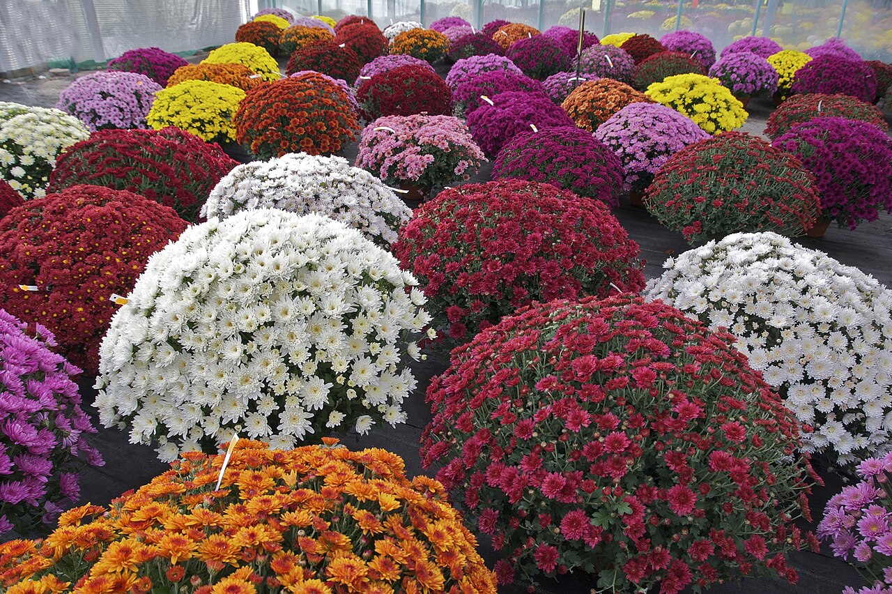 Chrysanthemum morifolium