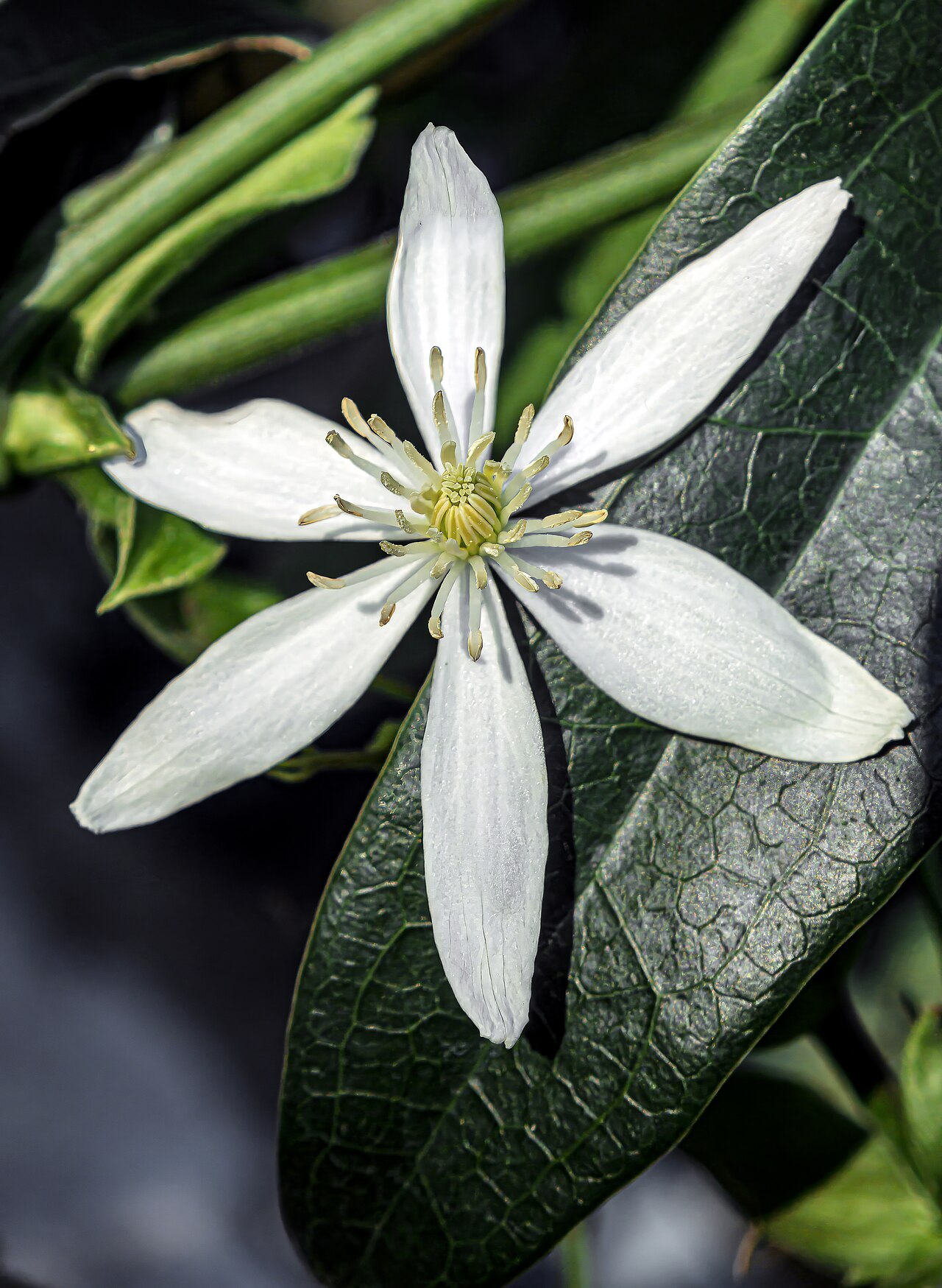 Evergreen clematis (Clematis armandii)