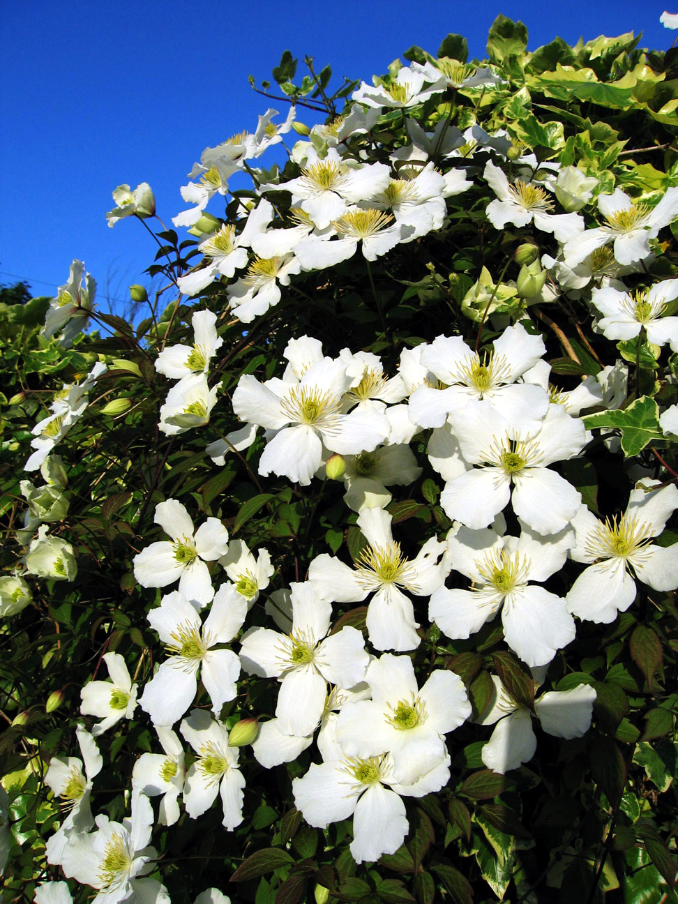 Clematis montana