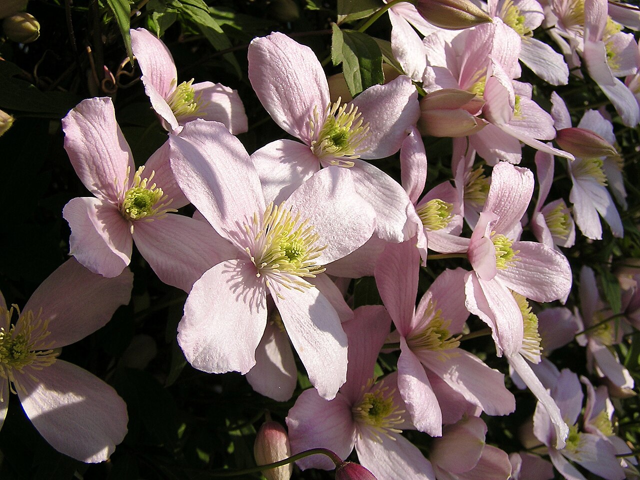 Clematis montana