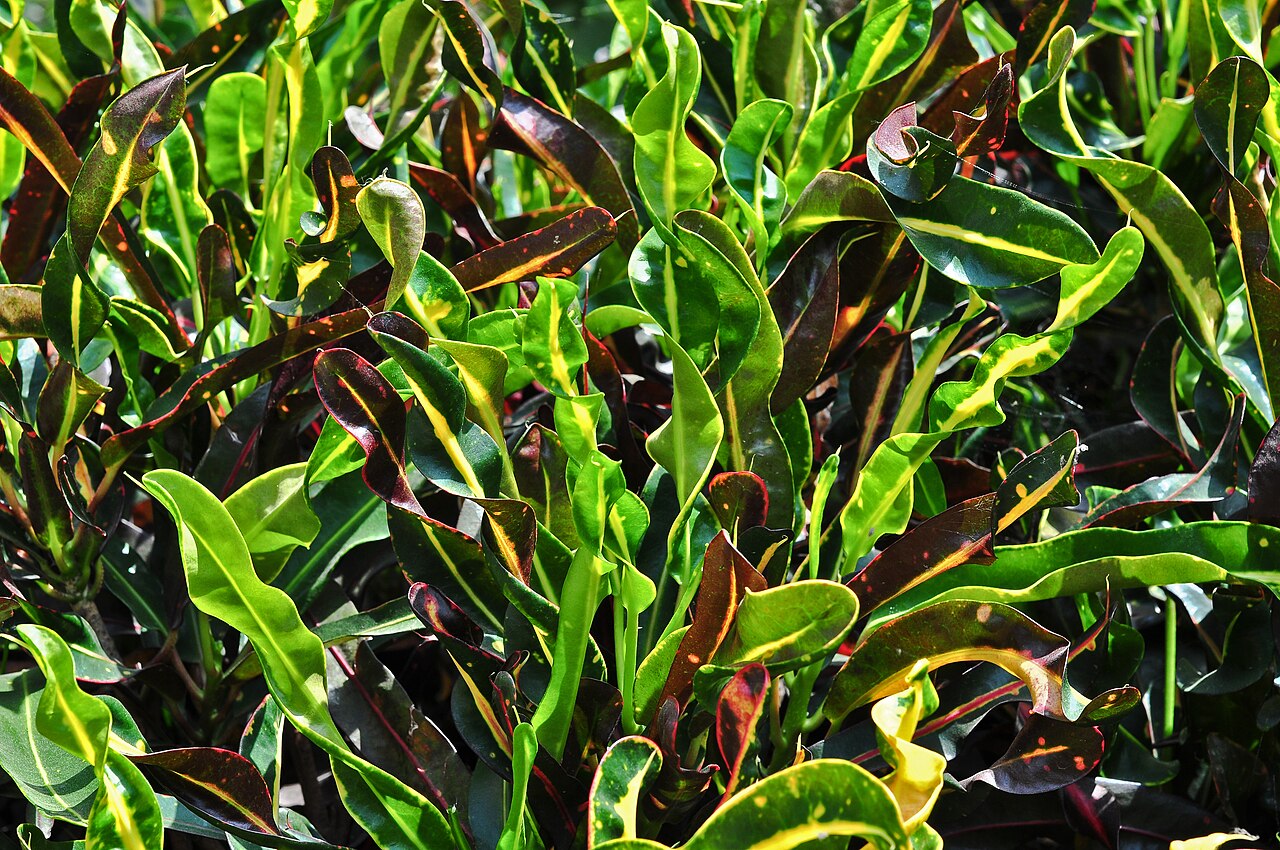 Codiaeum variegatum