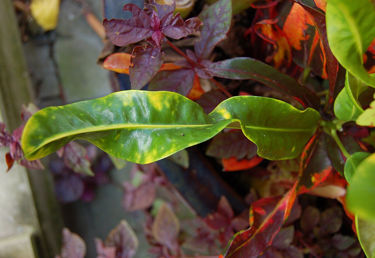 Codiaeum variegatum
