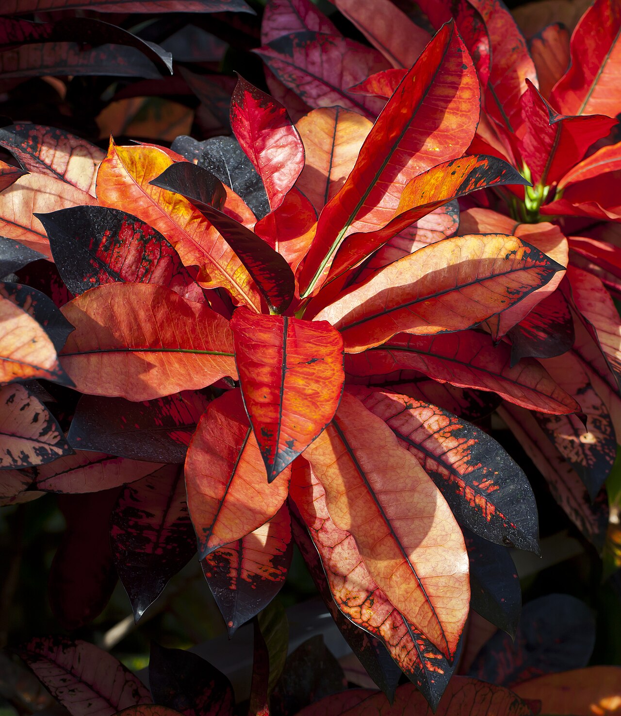 Codiaeum variegatum