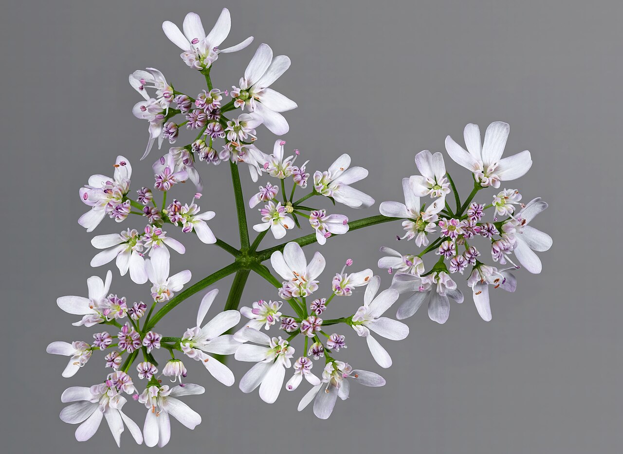 Coriandrum sativum